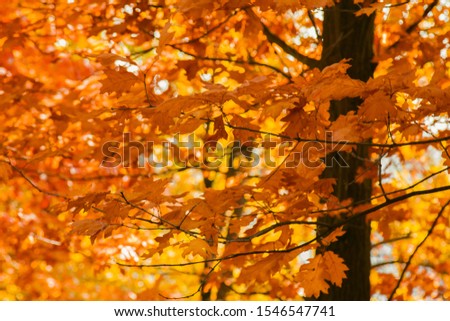 Autumn foliage of bright orange color through which rays of the sun break through. Beautiful scenery with warm-colored trees and a lake