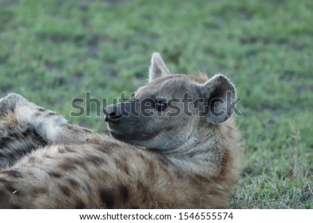 Spotted hyena (crocuta crocuta) face closeup, in the african savannah.