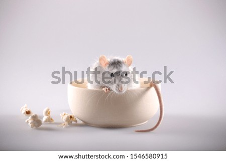 rat gray decorative on a white background