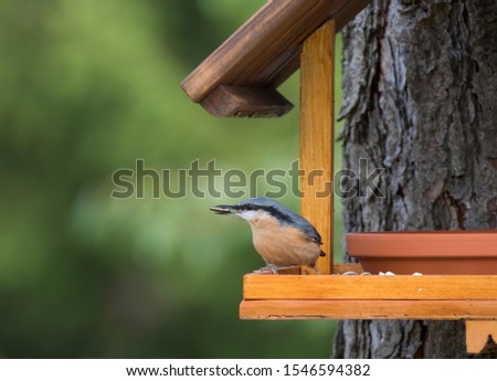 Close up wood Nuthatch or Eurasian nuthatch, Sitta europaea perched on the bird feeder table with sunflower seed. Bird feeding concept