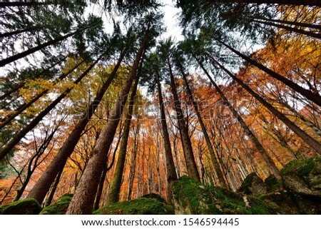 Picture taken in a Valtellina woodland in autumn season.