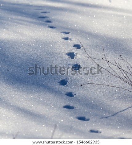 Animal tracks on white snow in winter.