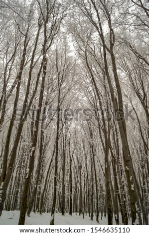 Beautiful snow covered winter forest trees