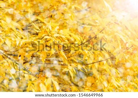 Autumn branch with beech leaves decorate beautiful nature bokeh background copy space  Place for text Hello autumn, september, october, november, nature concept Rustic style 