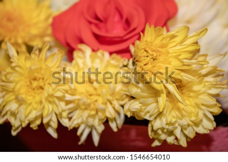 Yellow fluffy chrysanthemums on a red rose background as a gold decoration