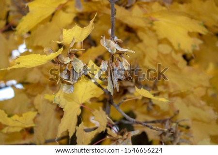 Ripe seeds on a maple branch on a background of yellow leaves in autumn