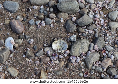 a rocky, sandy beach with various shells