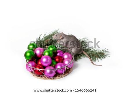 Charming rat Dumbo sits next to Christmas decorations and a pine branch. New Year card. Symbol of the New Year 2020. Cute pet.