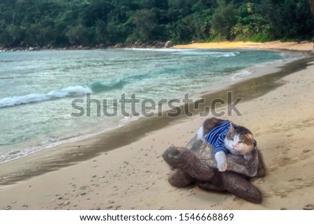 Cat rides a turtle along the beach
