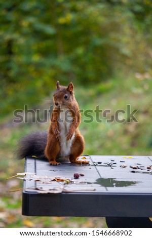 A red squirrel sitting on the table
