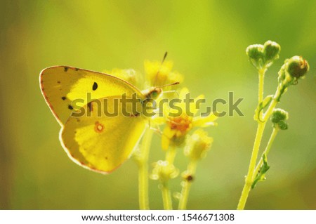 Beautiful butterfly and wild flowers. Light green natural background.