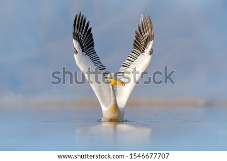 Bird start in the water. White pelican, Pelecanus onocrotalus, landing in Lake Kerkini, Greece. Pelican with open wings. Wildlife scene from European nature. Big wings on the lake. Royalty-Free Stock Photo #1546677707