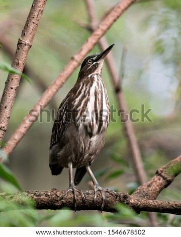 Green Heron bird perched on a branch with a close up view displaying its beautiful body, head, beak, eye in its environment and surrounding.