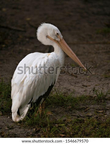 White Pelican bird close up and displaying its beautiful body, beak, head, feet in its surrounding and environment.