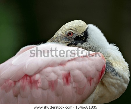 Roseate Spoonbill bird with a close up view displaying its head, eye and plumage with a nice bokeh background in its environment and surrounding.