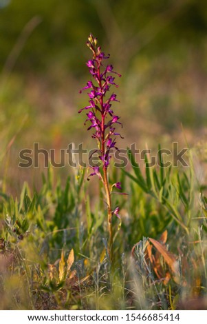 Wild rare lizard orchid, Himantoglossum formosum in Azerbaijan. Habit picture.  