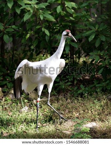 Whooping Crane bird close up standing tall with stretching wings and displaying its beautiful body, beak, head, eye, feet in its surrounding and environment with a nice foliage background.