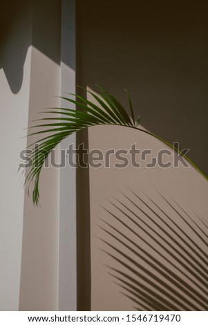 green branch of the Howea palm tree grows against the background of a corner of a light wall

