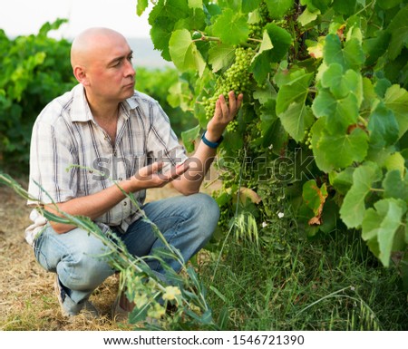 Man proffesional winemaker working clusters of grape in vineyard at fields

