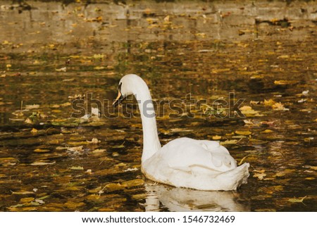 A white swan swims on a lake with yellow leaves on a beautiful autumn, sunny day. the bird is cleaning its feathers