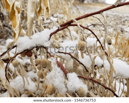 Russian Olive with Snow Closeup