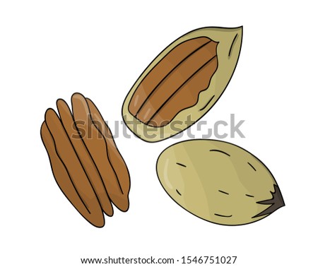 Vector colored pecan icon. Set of isolated monochrome nuts. Food line drawing illustration in cartoon or doodle style isolated on white background