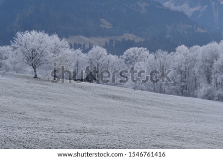 Small wooden house, trees and grass covered with frost in winter, winter in Switzerland. 
