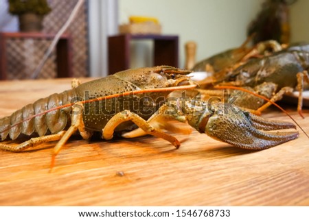 Live crayfish on the table. Cooking crayfish.