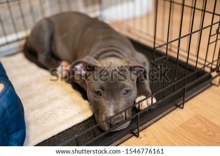 puppy is crate trained and waiting  Royalty-Free Stock Photo #1546776161