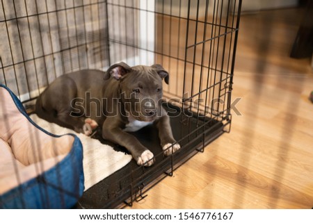 puppy sitting in her crate is waiting for you Royalty-Free Stock Photo #1546776167