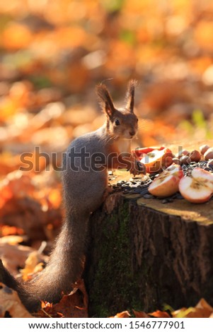A squirrel, lit by the sun in an autumn park, sits on a stump with food, holds sunflower seeds in its paws and looks at the photographer.