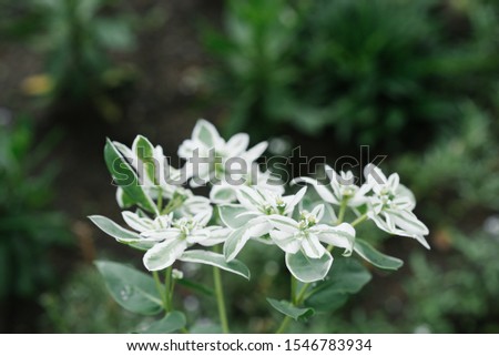 white flowers spurge in the garden