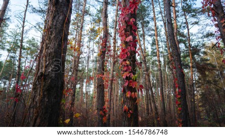 A wild grape entwines the trees in the autumn forest. Red autumn leaves of wild grapes on the trees.