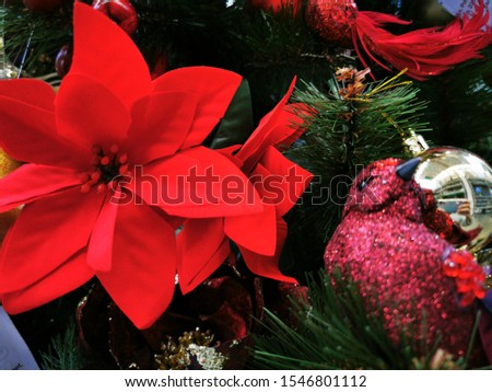 Red poinsettia flower, also known as the Christmas star or Bartholomew star. New year winter holiday xmas. Copy space. Top view. Christmas background. Winter holiday concept. Floral decoration.