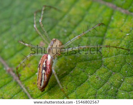  Macro photography of a garden spider on a solanum quitoense leaf. Captured at a garden in the central mountains of the Colombian Andes.