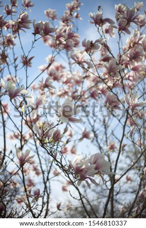 Blooming magnolia in Prague park