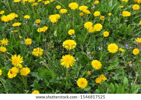In spring, dandelion grows and blooms in nature
