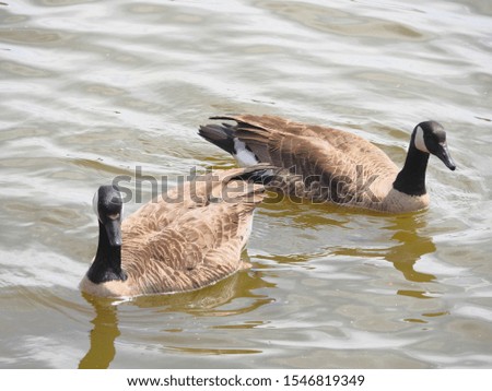 Ducks swimming in a pond at a park