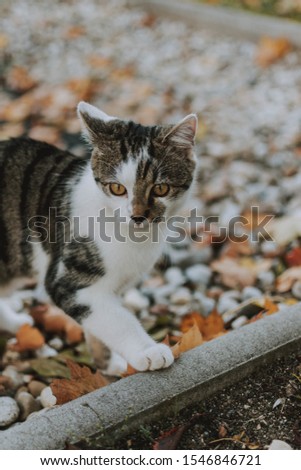 A vertical closeup shot of a cute white and grey cat surprised looking at a point in the fallen maple leaves