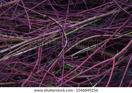 Photo of a background with red branches of a bush
