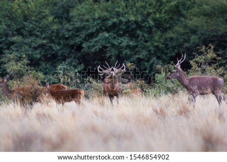 Male Red deer in La Pampa during rutting season., Argentina, Parque Luro Nature Reserve.