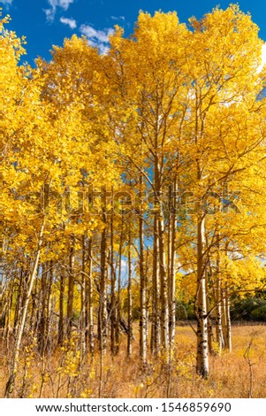 Aspen Leaves Changing Colors in Golden Gate State Park