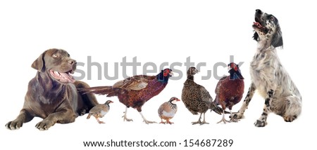 game birds and hunting dogs in front of white background