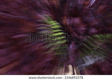 abstract autumn color burst in forest