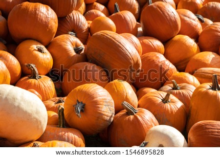 Pile of orange pumpkins in a fall harvest scene 