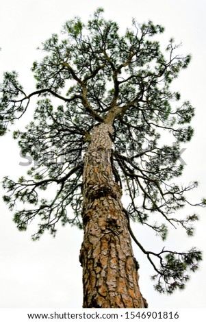 silhouetted pine tree looking up the trunk Royalty-Free Stock Photo #1546901816