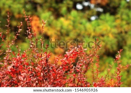 Ripe red berries of barberry on branch close-up. Fructiferous shrub of Barberry or Berberis with bunches Royalty-Free Stock Photo #1546905926