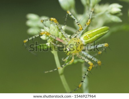 Jumping spiders on flowers in Thailand.