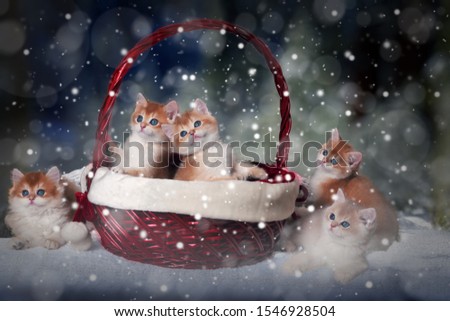 Five kittens of the breed British Shorthair sit in the Christmas basket and next. Snow falls. Magic, fabulous picture