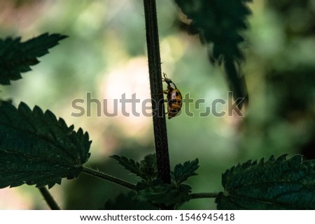 A selective focus shot of a ladybird on the stem of a plant with big leaves